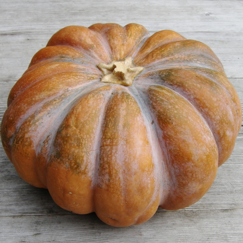 COURGE MUSCADE - Bio-Wäberhof